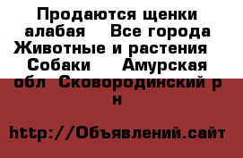 Продаются щенки алабая  - Все города Животные и растения » Собаки   . Амурская обл.,Сковородинский р-н